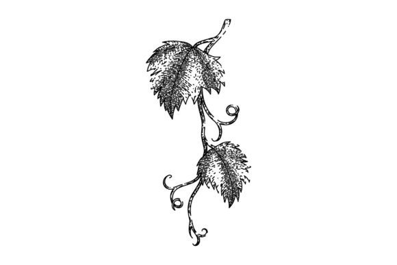 Download Grape Vine Leaf Sketch Hand Drawn Vector - Vector Collection