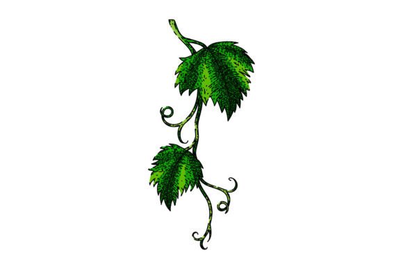 Download Grape Vine Leaf Sketch Hand Drawn Vector - Vector Collection