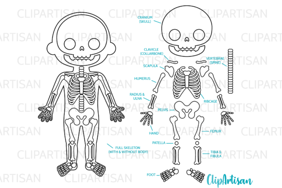 Download Human Skeleton Clipart Digital Stamps - Premium Resources